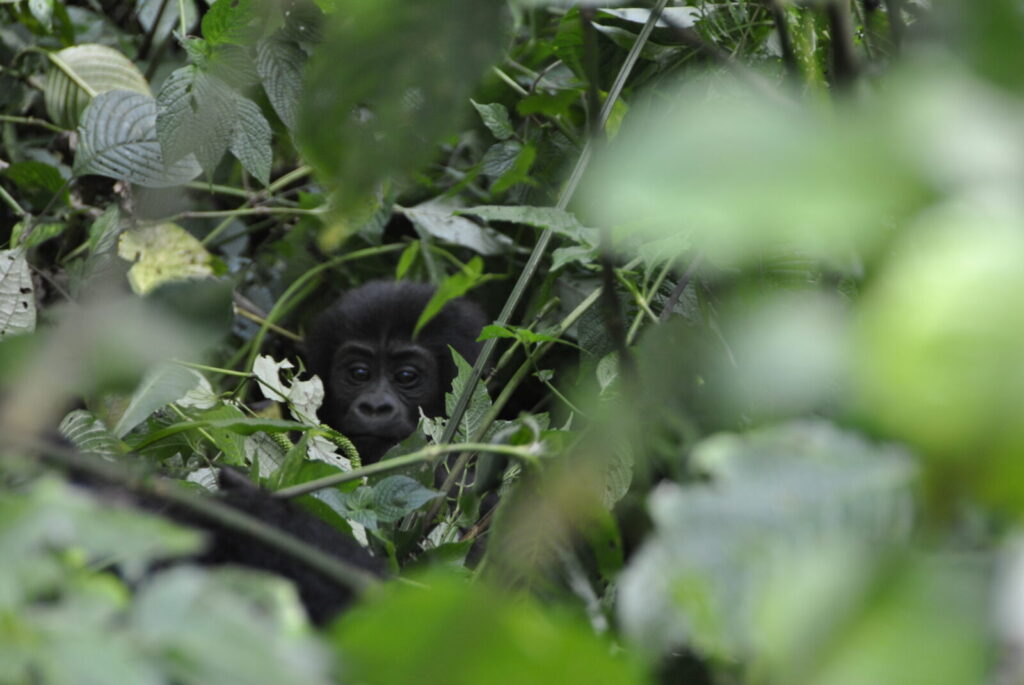 Gorilla Trekking Uganda for Cyclists: Bike Safari and Gorilla Trek Combined
