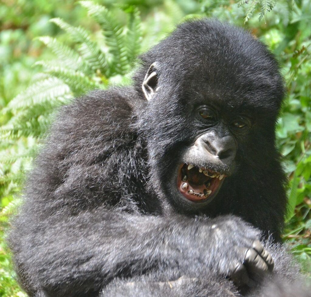 Bwindi Impenetrable Forest: Book Your Gorilla Trek for 2027 Now