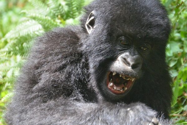 Bwindi Impenetrable Forest: Book Your Gorilla Trek for 2027 Now