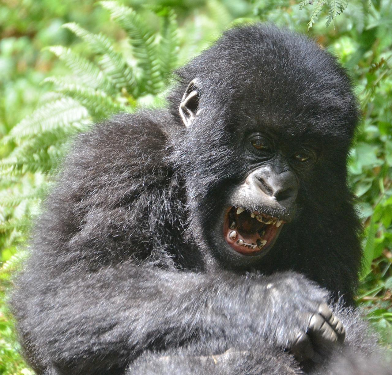 Bwindi Impenetrable Forest: Book Your Gorilla Trek for 2027 Now