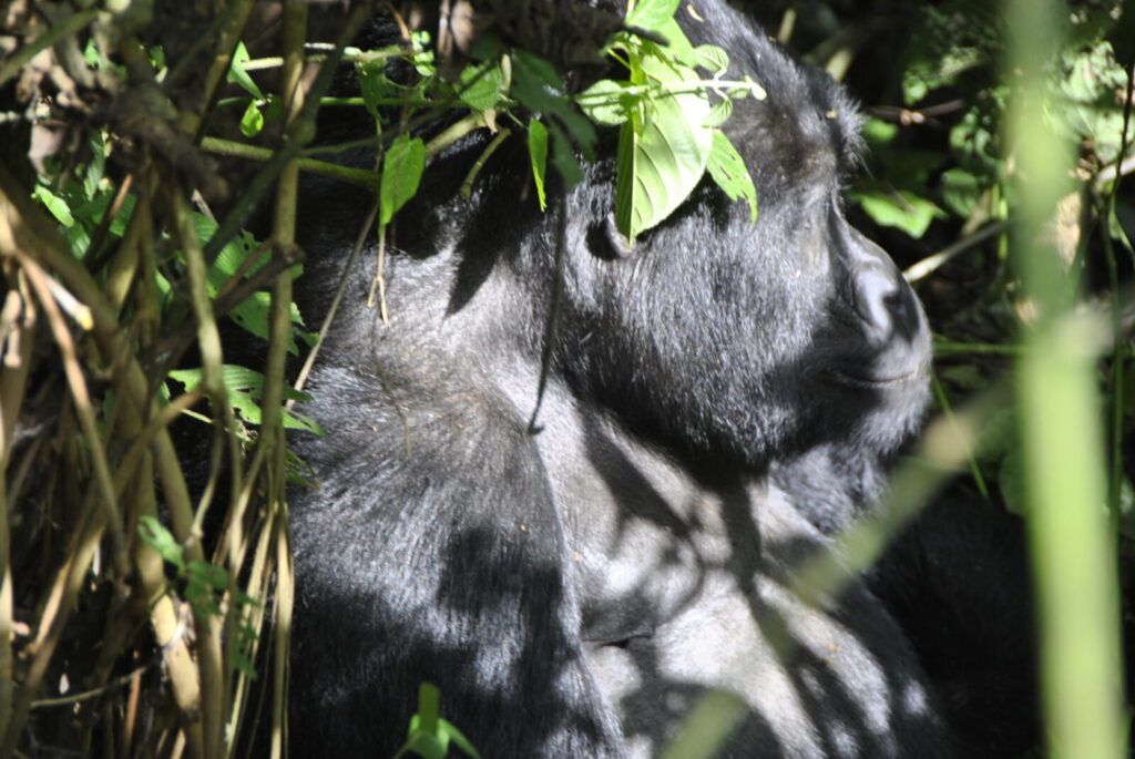 Gorilla Trekking Uganda for Birdwatchers: 700 Species in One Country