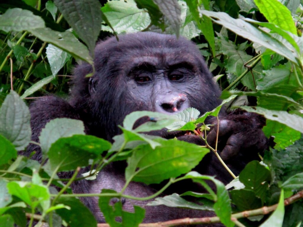 Rushaga Sector Bwindi: Which Gorilla Families and How to Book