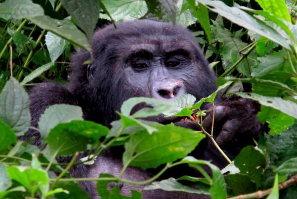 Rushaga Sector Bwindi: Which Gorilla Families and How to Book