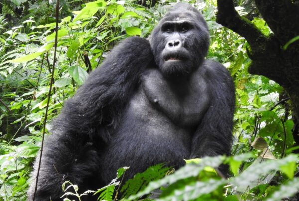 Gorilla Trekking Plus Rwanda Kigali: Cross-Border 5-Day Trip