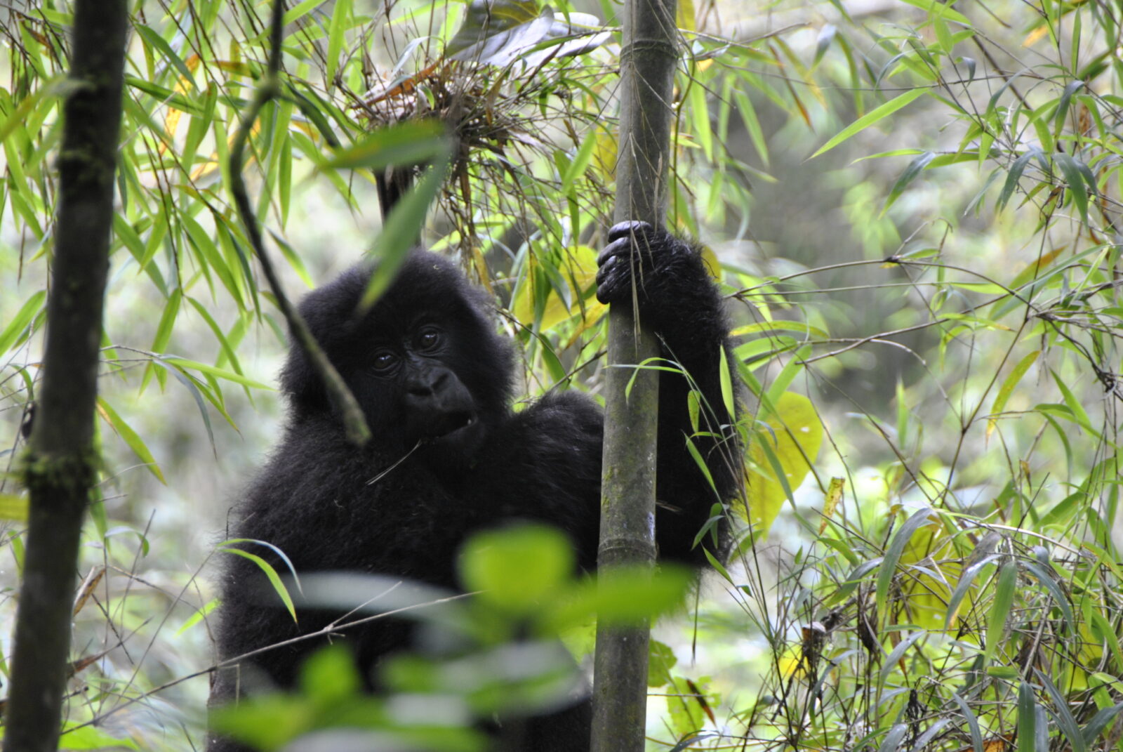 Gorilla Trekking Uganda for Adventure Couples: Adrenaline and Wildlife