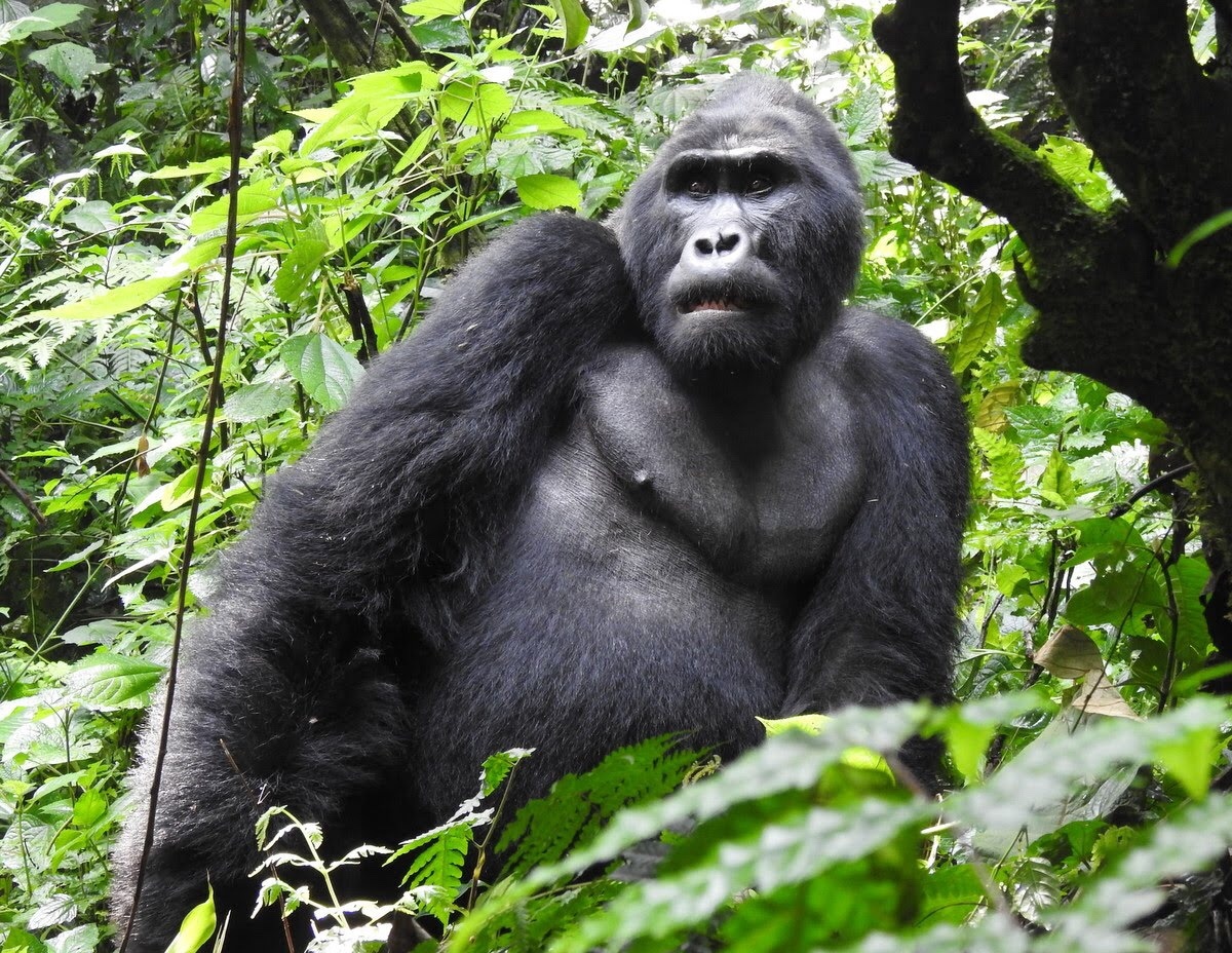 Gorilla Trekking Plus Rwanda Kigali: Cross-Border 5-Day Trip