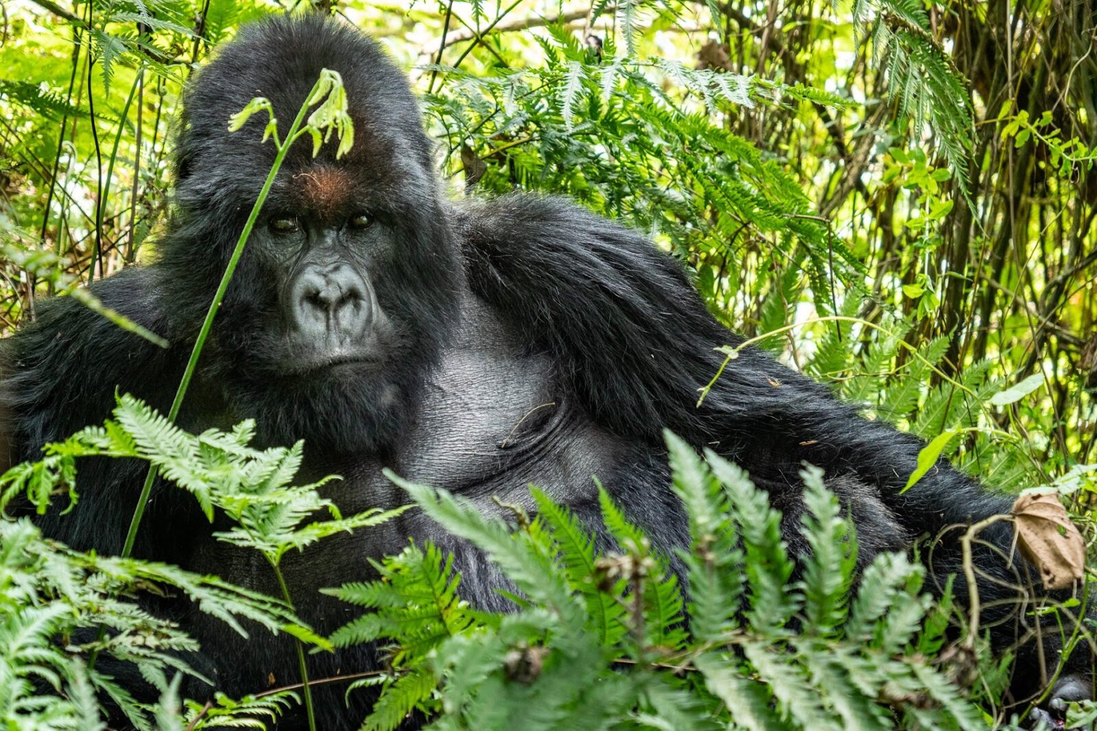 The Mountain Gorilla Comeback: Africa s Greatest Conservation Story