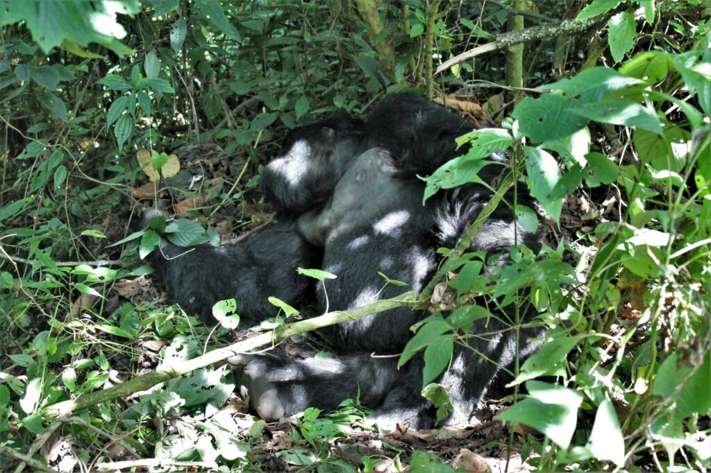 Why Gorilla Trekking Is More Meaningful Than Watching From a Vehicle