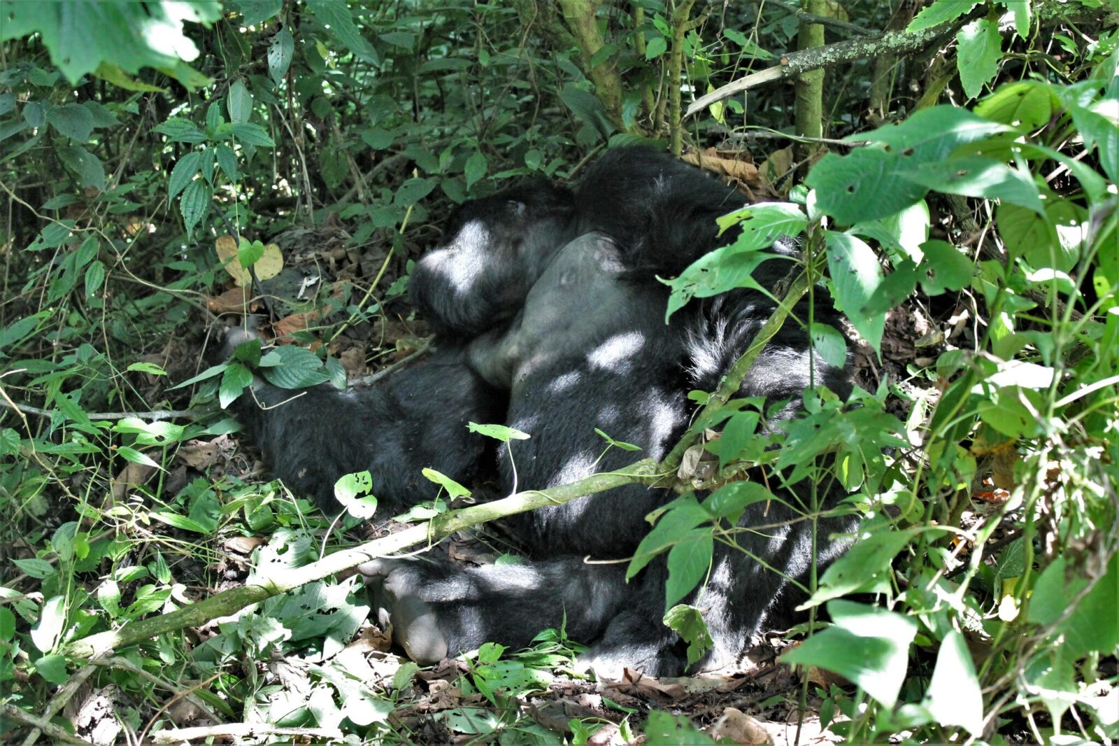 Why Gorilla Trekking Is More Meaningful Than Watching From a Vehicle