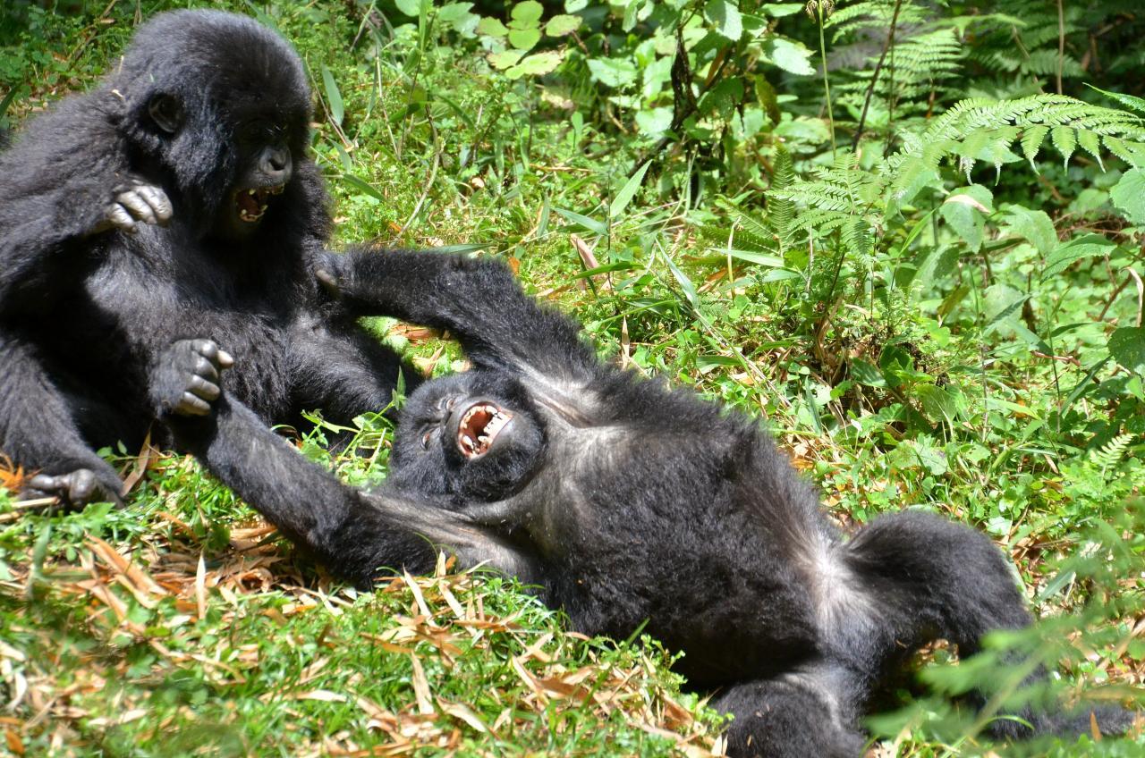 Fly-In Gorilla Trekking Uganda: Charter Flight Direct to Kihihi Airstrip