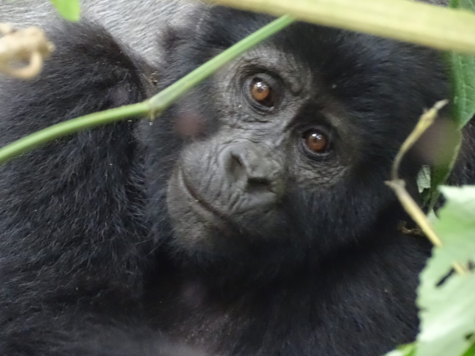 Gorilla Trekking Uganda Eid Holiday: Long Weekend in the Forest