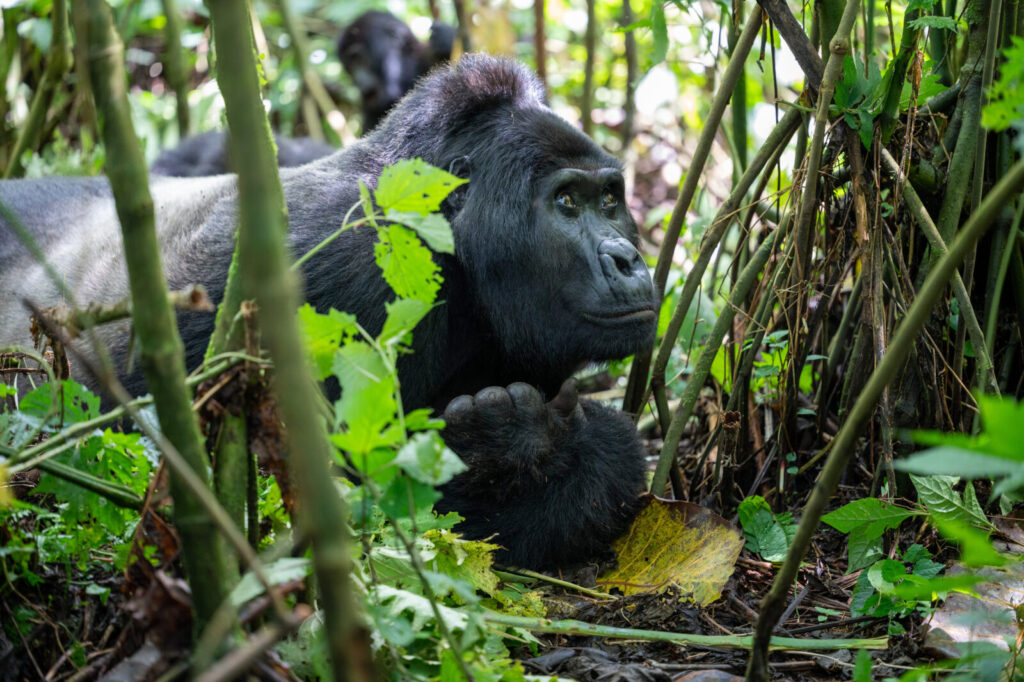 Gorilla Trekking Uganda Honeymoon Package: What Is Included