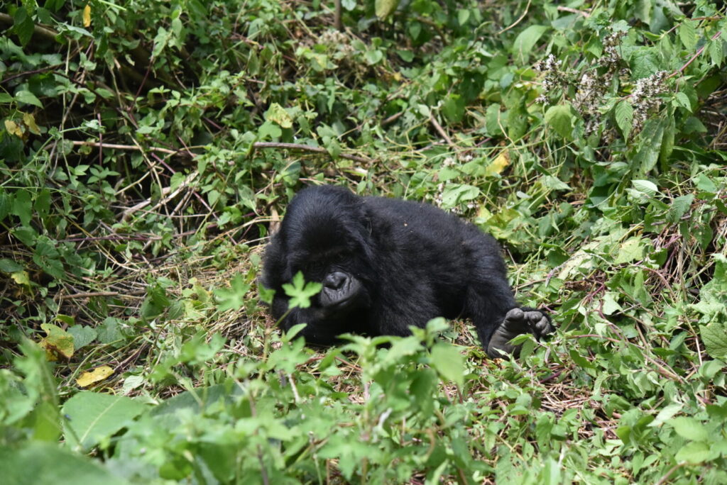 The Nile Begins in Uganda: The Story of Lake Victoria s Great River