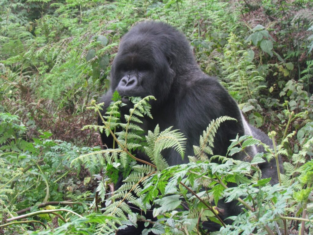 Gorilla Trekking Uganda Solo Traveller Package: Group Joining Option