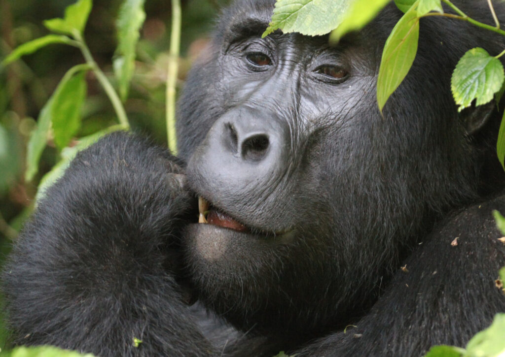 Gorilla Trekking Uganda Corporate Group: Rates for 10 or More