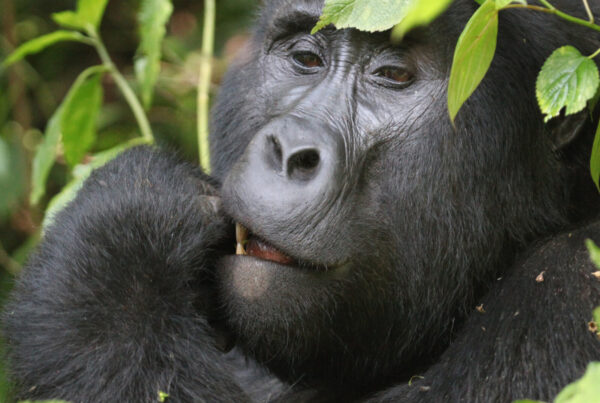 Gorilla Trekking Uganda Corporate Group: Rates for 10 or More