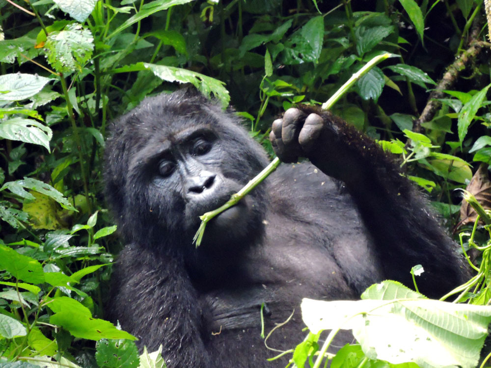 Gorilla Trekking Uganda 5-Day All-In Package: Price Per Person Breakdown