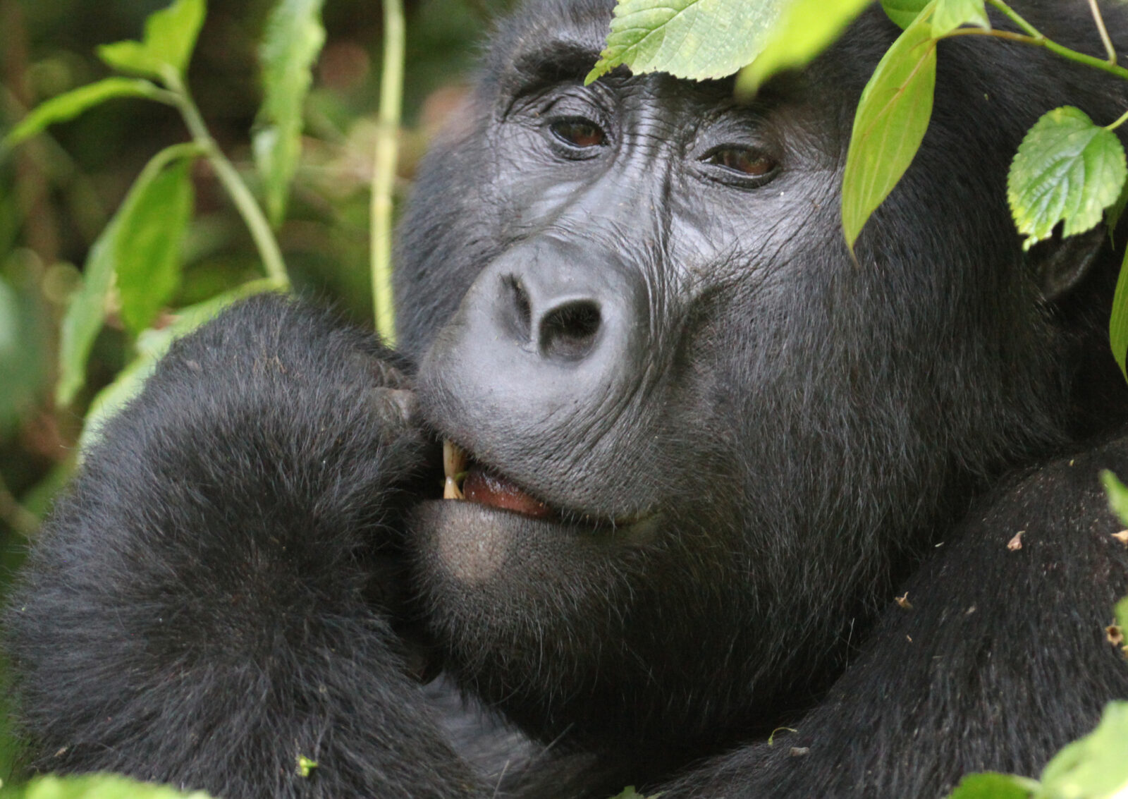 Gorilla Trekking Uganda Corporate Group: Rates for 10 or More