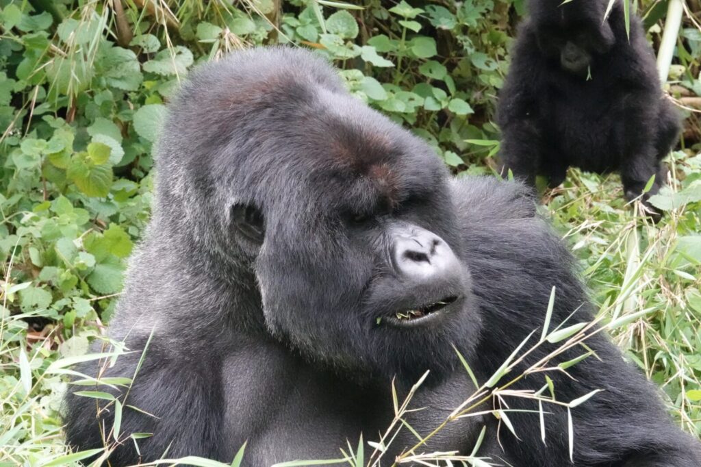 What to Do After Gorilla Trekking: Top Activities Near Bwindi