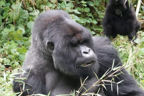 What to Do After Gorilla Trekking: Top Activities Near Bwindi