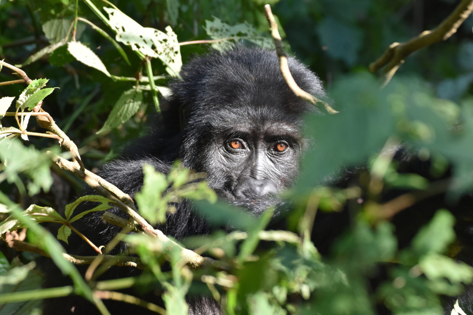 Gorilla Gestation Period: How Long Is Gorilla Pregnancy?
