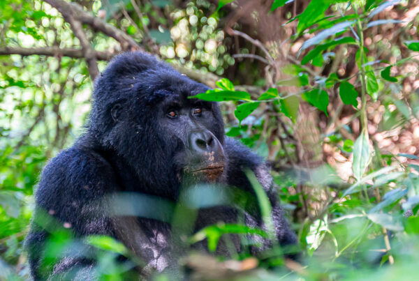 Gorilla Trekking Uganda Festive Season December 2027: Remaining Permits