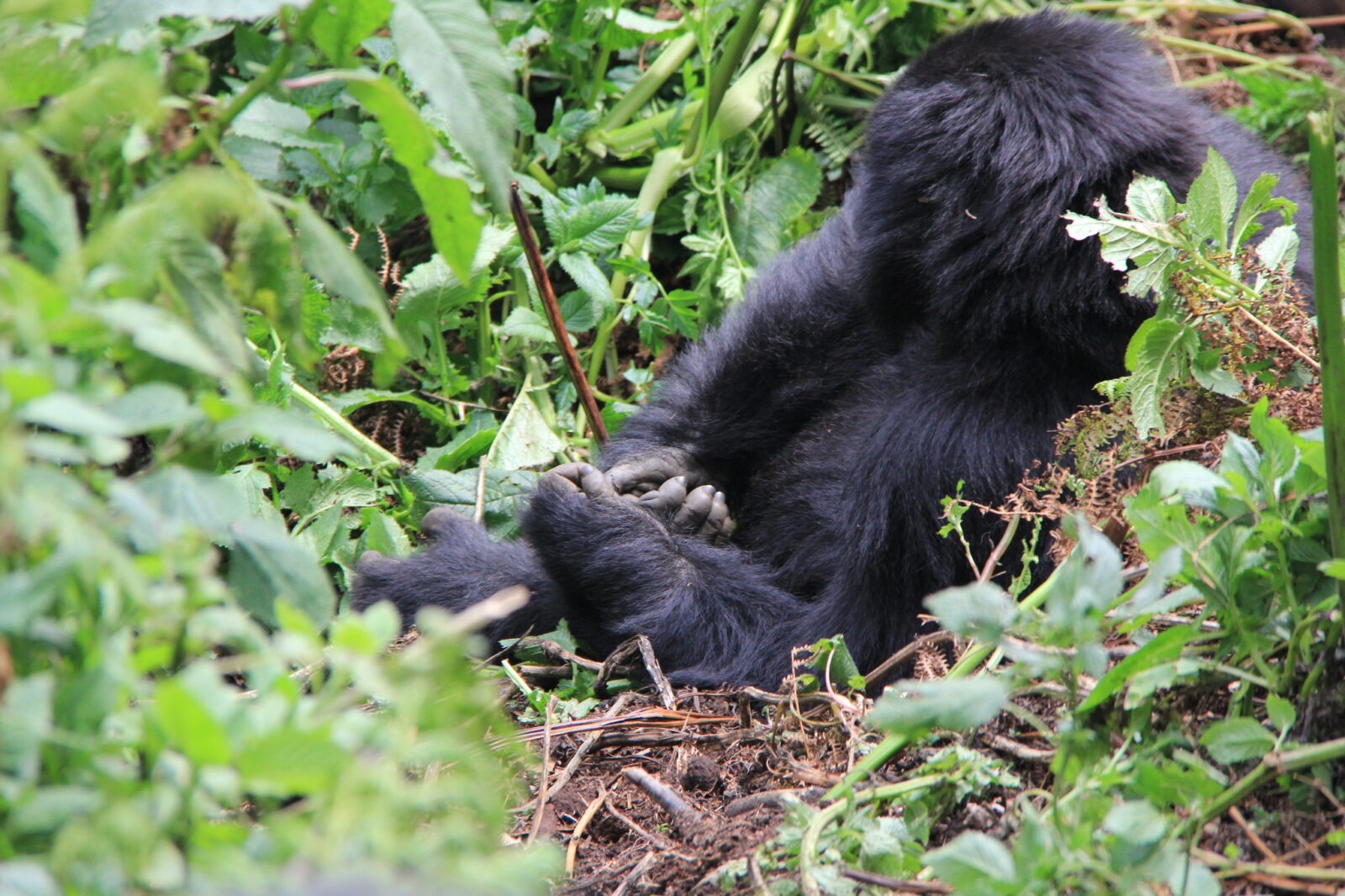 The Hidden Costs of Gorilla Trekking Uganda: Budget for These 5 Things