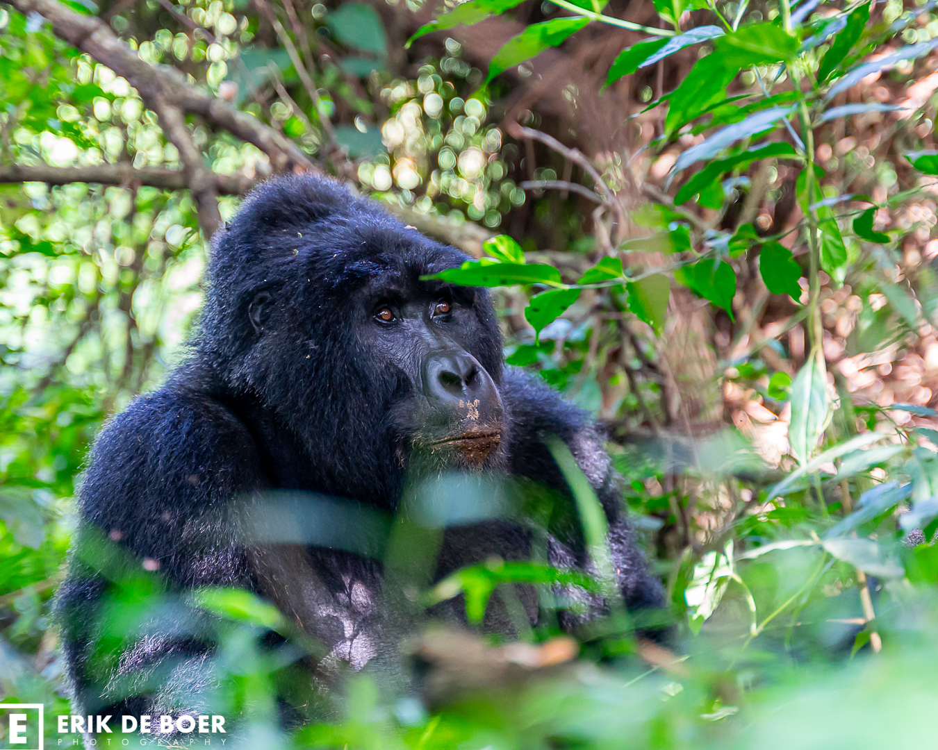 Gorilla Trekking Uganda Festive Season December 2027: Remaining Permits