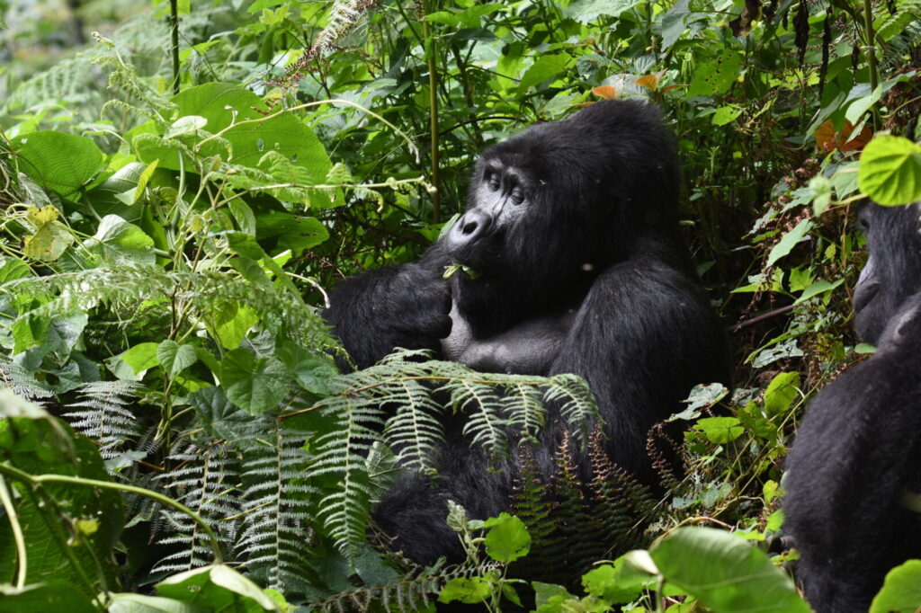 Gorilla Trekking Uganda Extend Your Stay: What to Do for 7 More Days