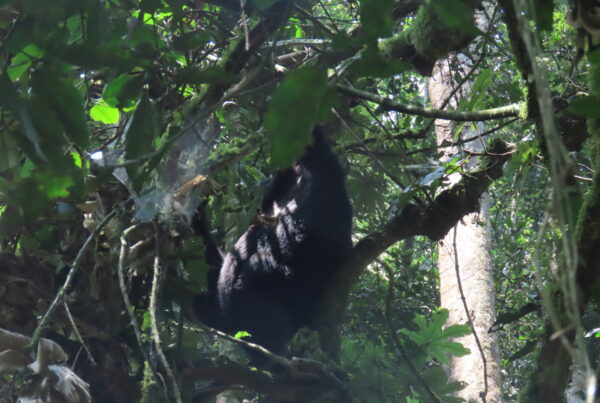 How to Split the Cost of Gorilla Trekking Uganda With a Group
