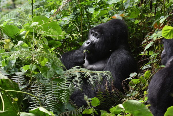 Gorilla Trekking Uganda Extend Your Stay: What to Do for 7 More Days