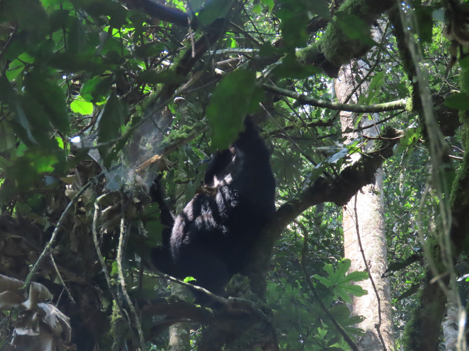 How to Split the Cost of Gorilla Trekking Uganda With a Group