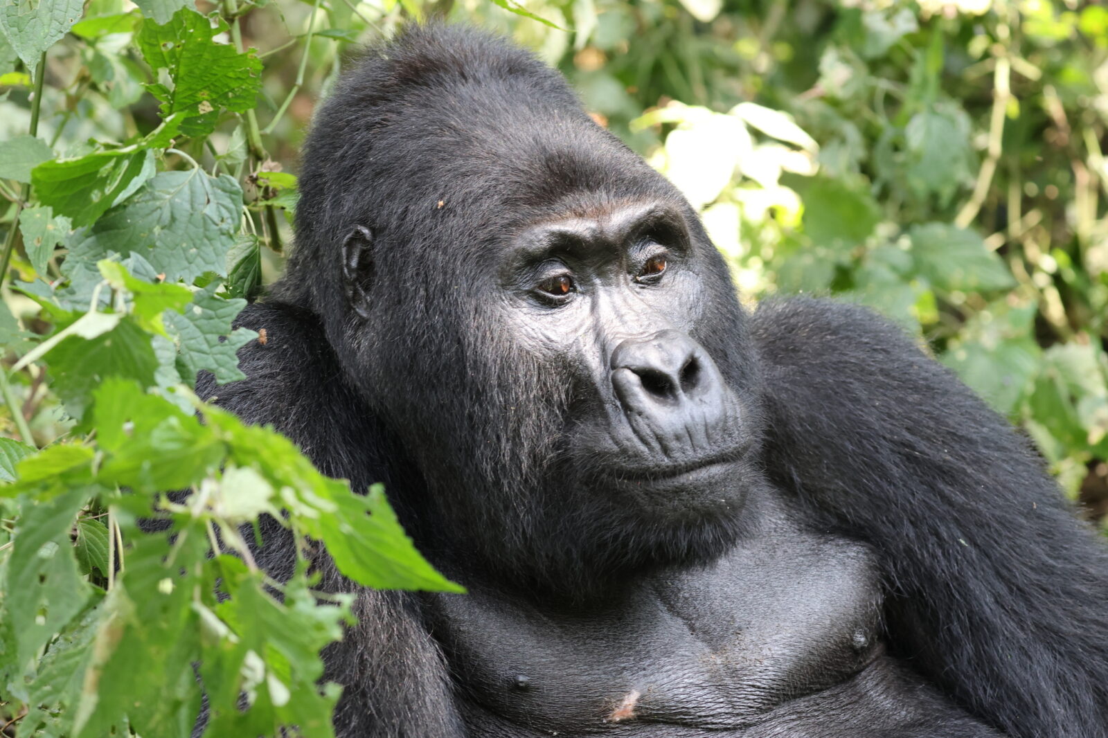 Why You Should Book Gorilla Trekking This Year and Not Next Year