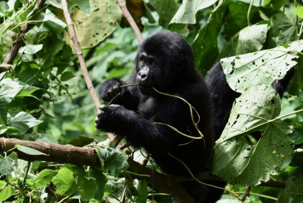 Gorilla Trekking Uganda Add Ziwa Rhinos: The 2-in-1 Safari Day
