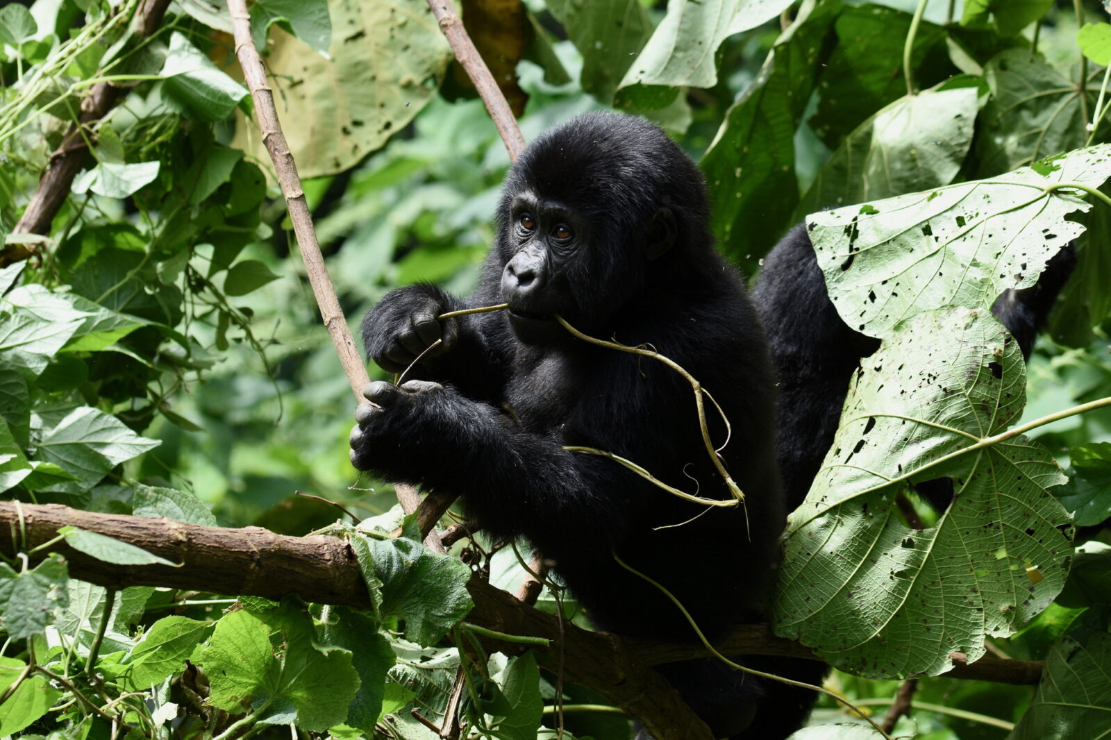 Gorilla Trekking Uganda Add Ziwa Rhinos: The 2-in-1 Safari Day