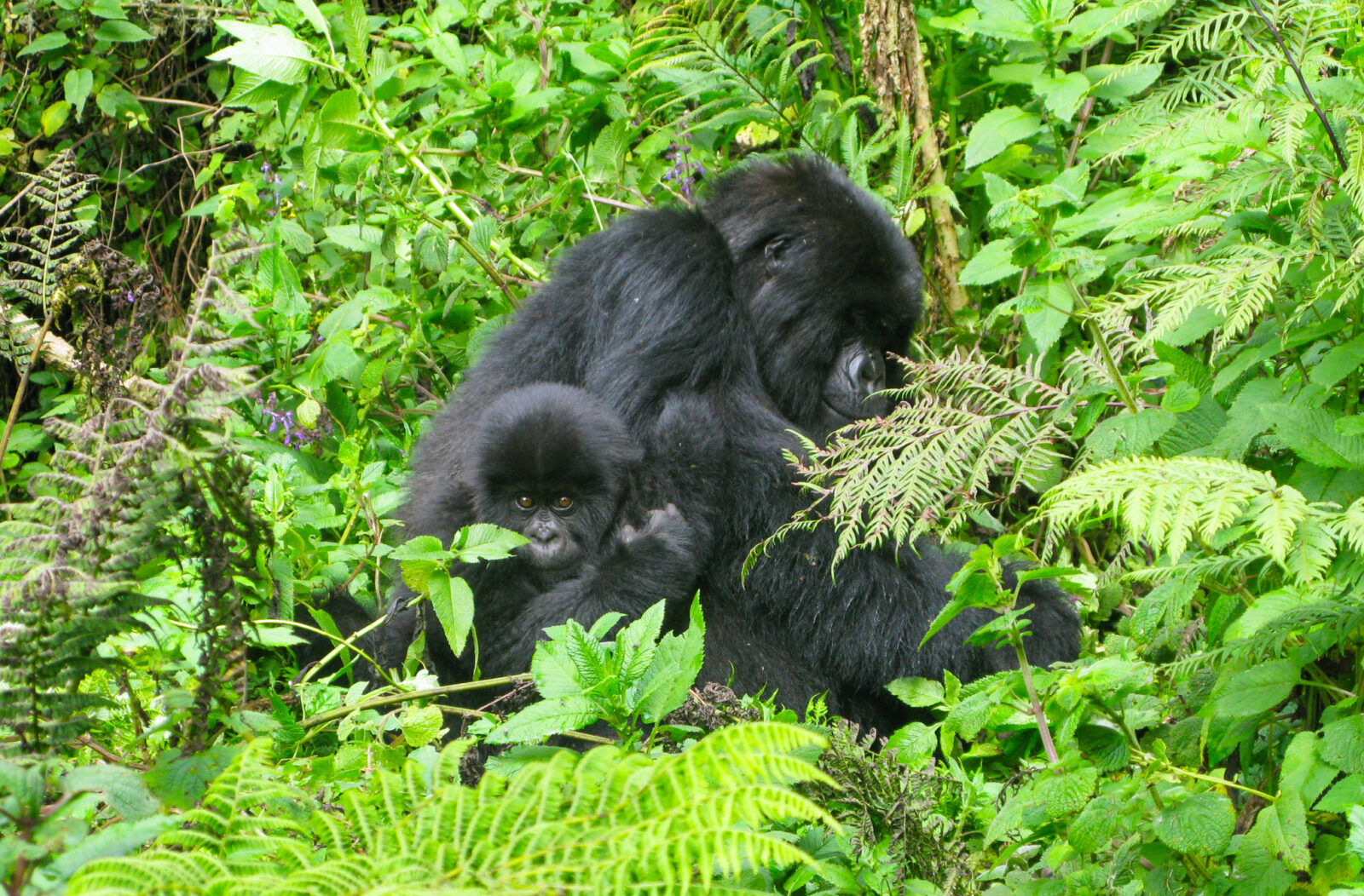 Gorilla Trekking Uganda Pre-Tour Kampala: 2-Day City Start Included