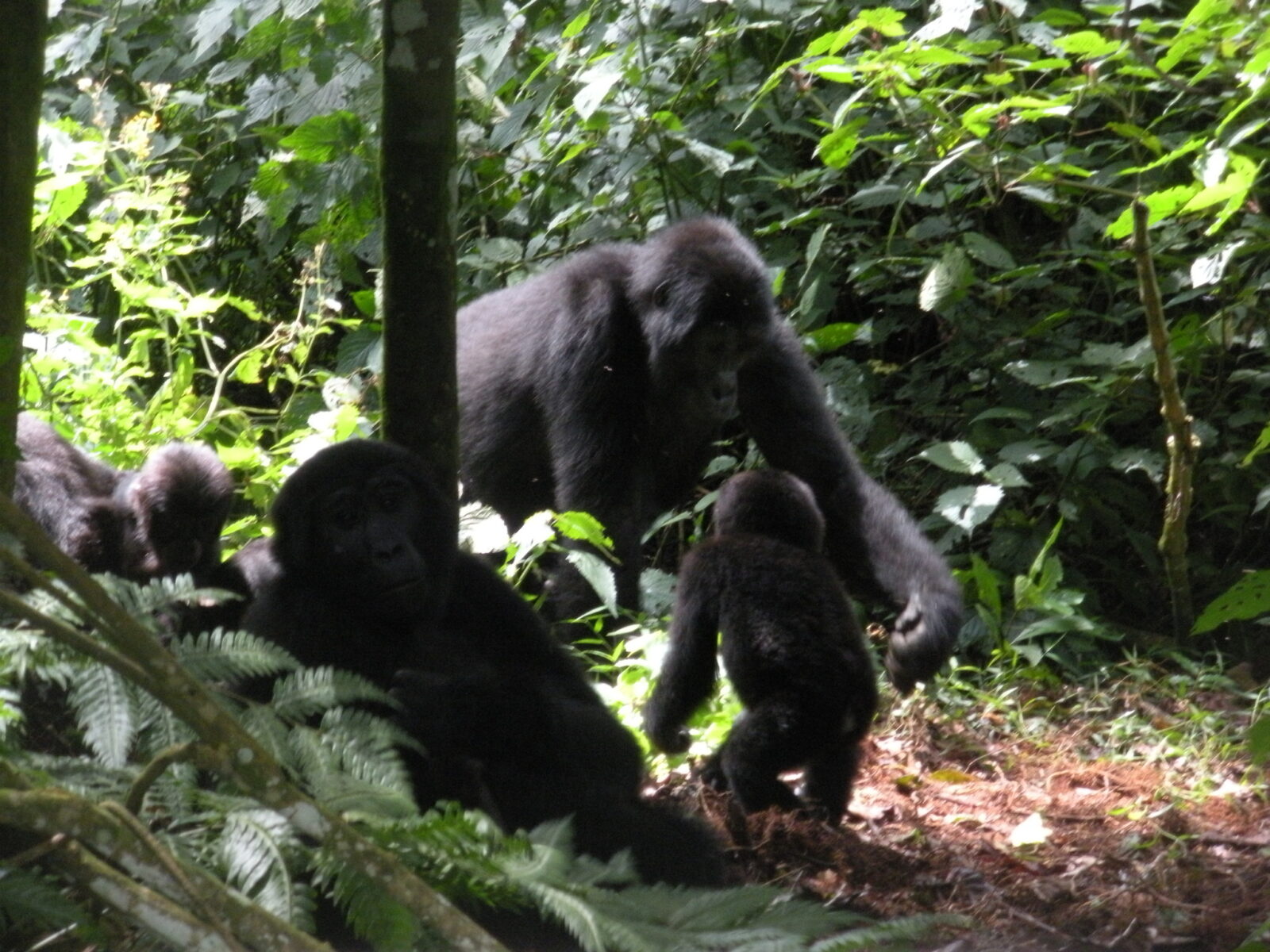 Gorilla Trekking Uganda Student and Teacher Discount: How to Claim