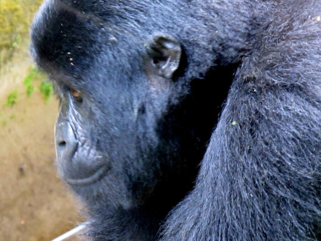 Our Gorilla Trekking Was Reviewed by a Wildlife Biologist: What They Said