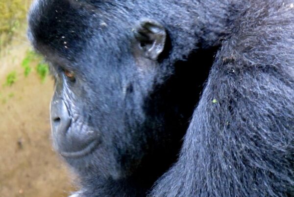 Our Gorilla Trekking Was Reviewed by a Wildlife Biologist: What They Said