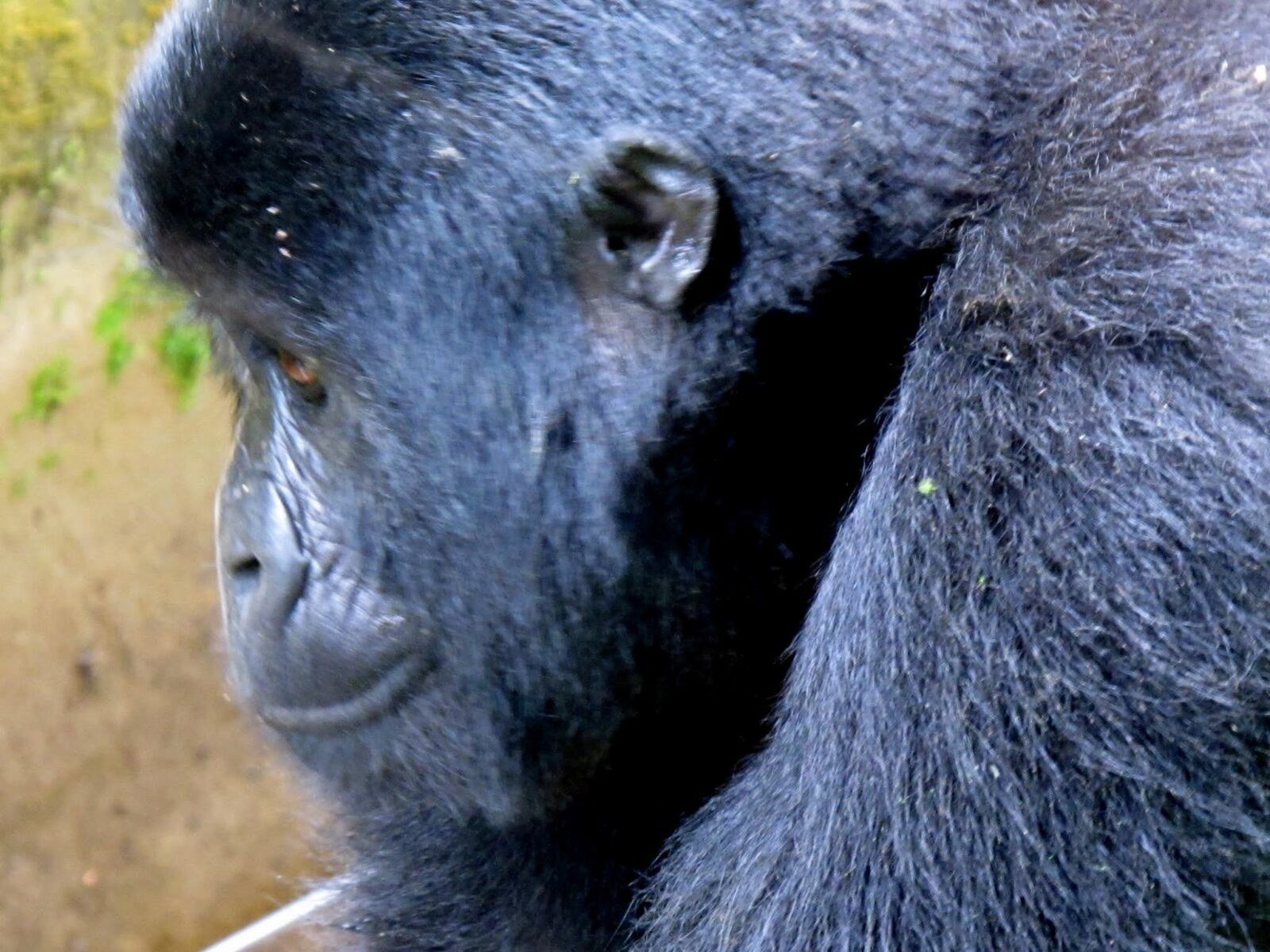 Our Gorilla Trekking Was Reviewed by a Wildlife Biologist: What They Said