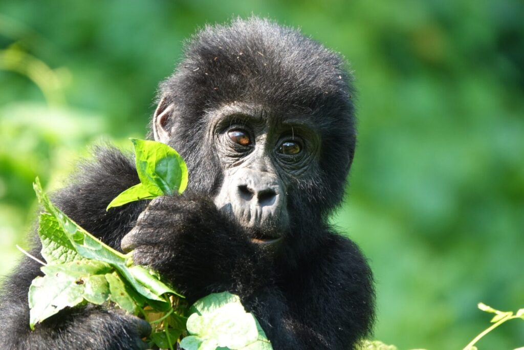 The Influencer With 2 Million Followers Came to Trek Gorillas With Us
