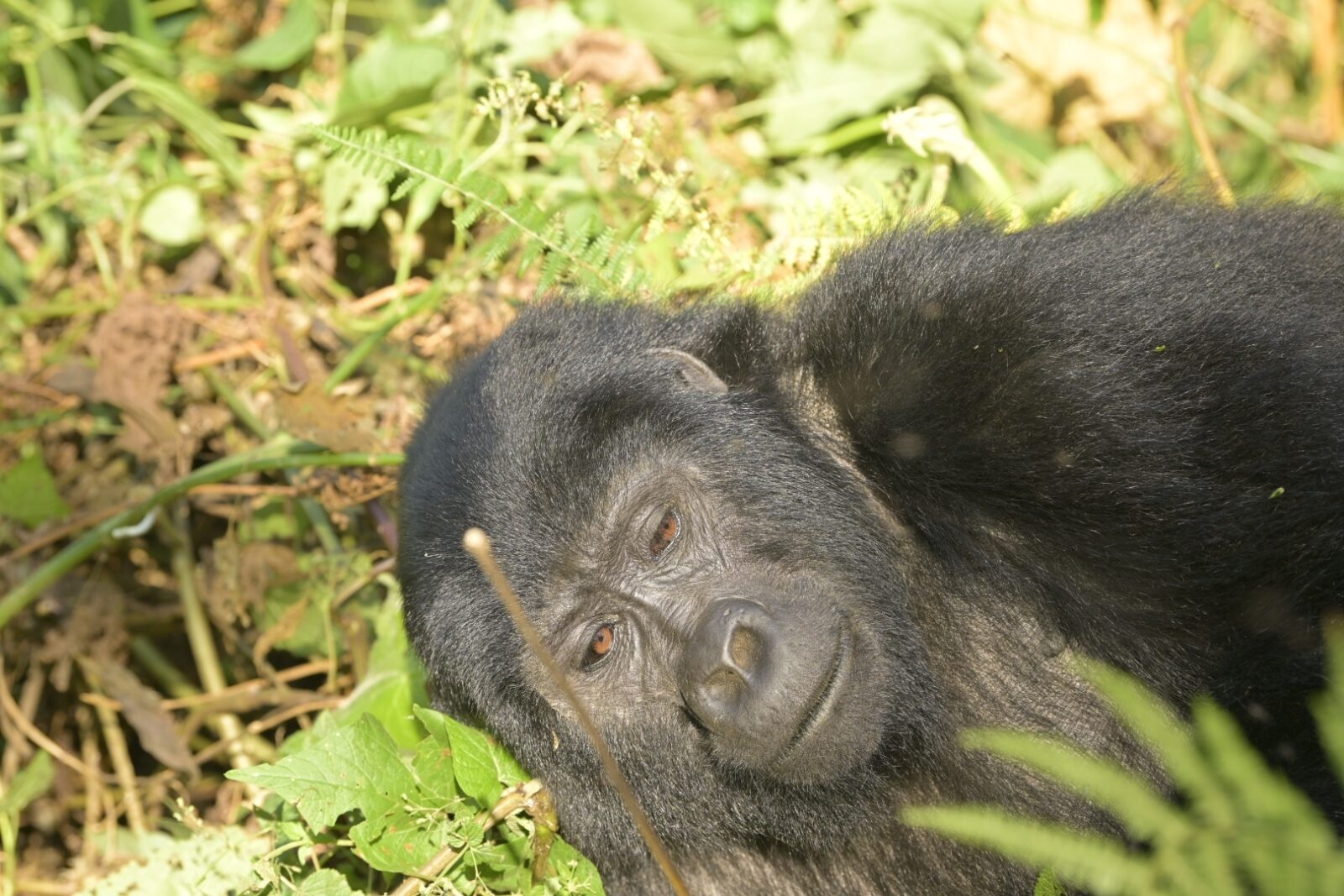 BBC Wildlife Magazine Reviewed Our Gorilla Trekking: The Full Feature