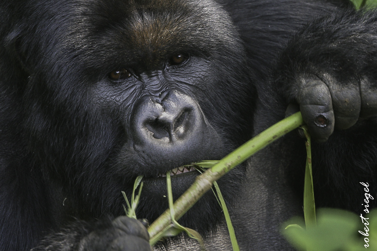 The Travel Agent Who Tried 5 Gorilla Operators and Chose Us: Why