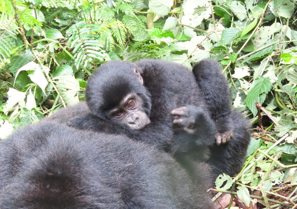 Gorilla Trekking Gift Vouchers: How to Buy and Redeem