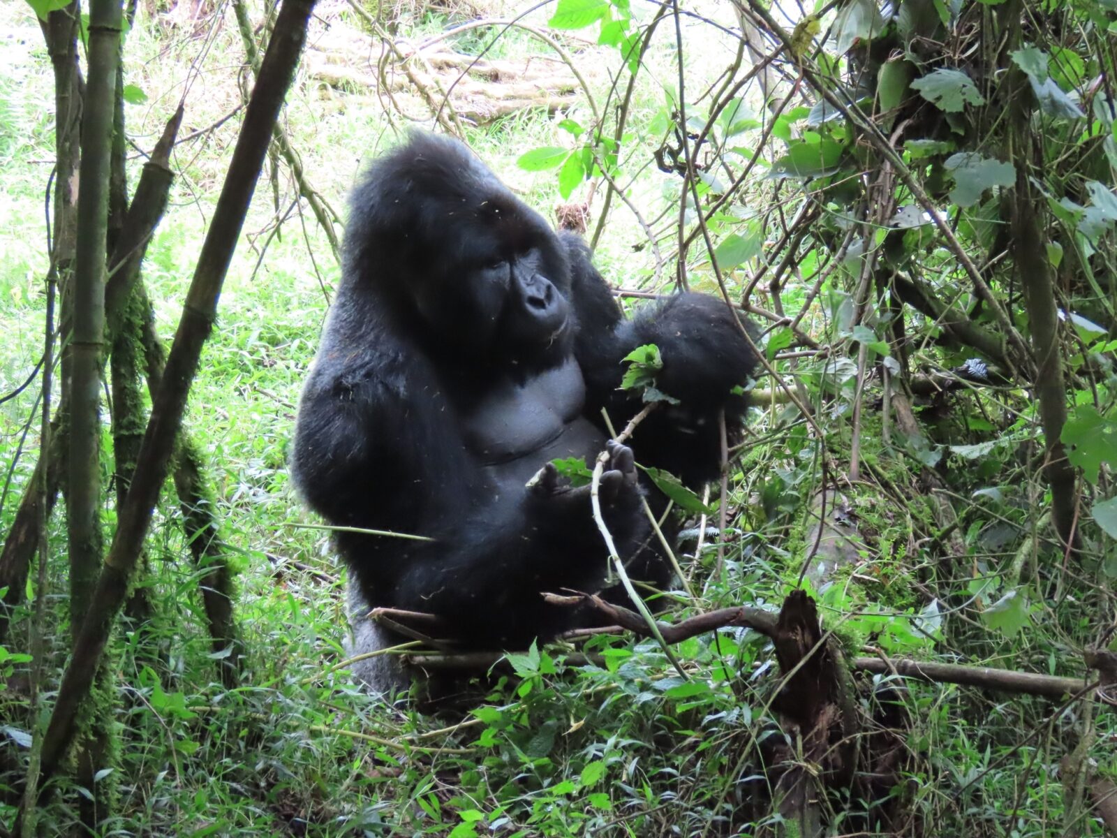 Can Gorillas Swim? Mountain Gorillas and Water