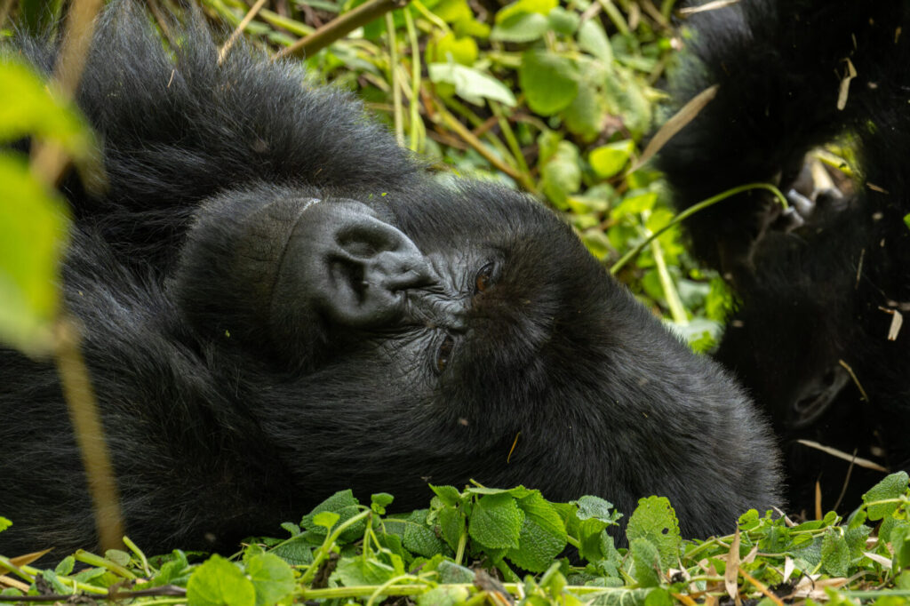 The Ugandan Woman Who Became the First Female Gorilla Tracker in Bwindi