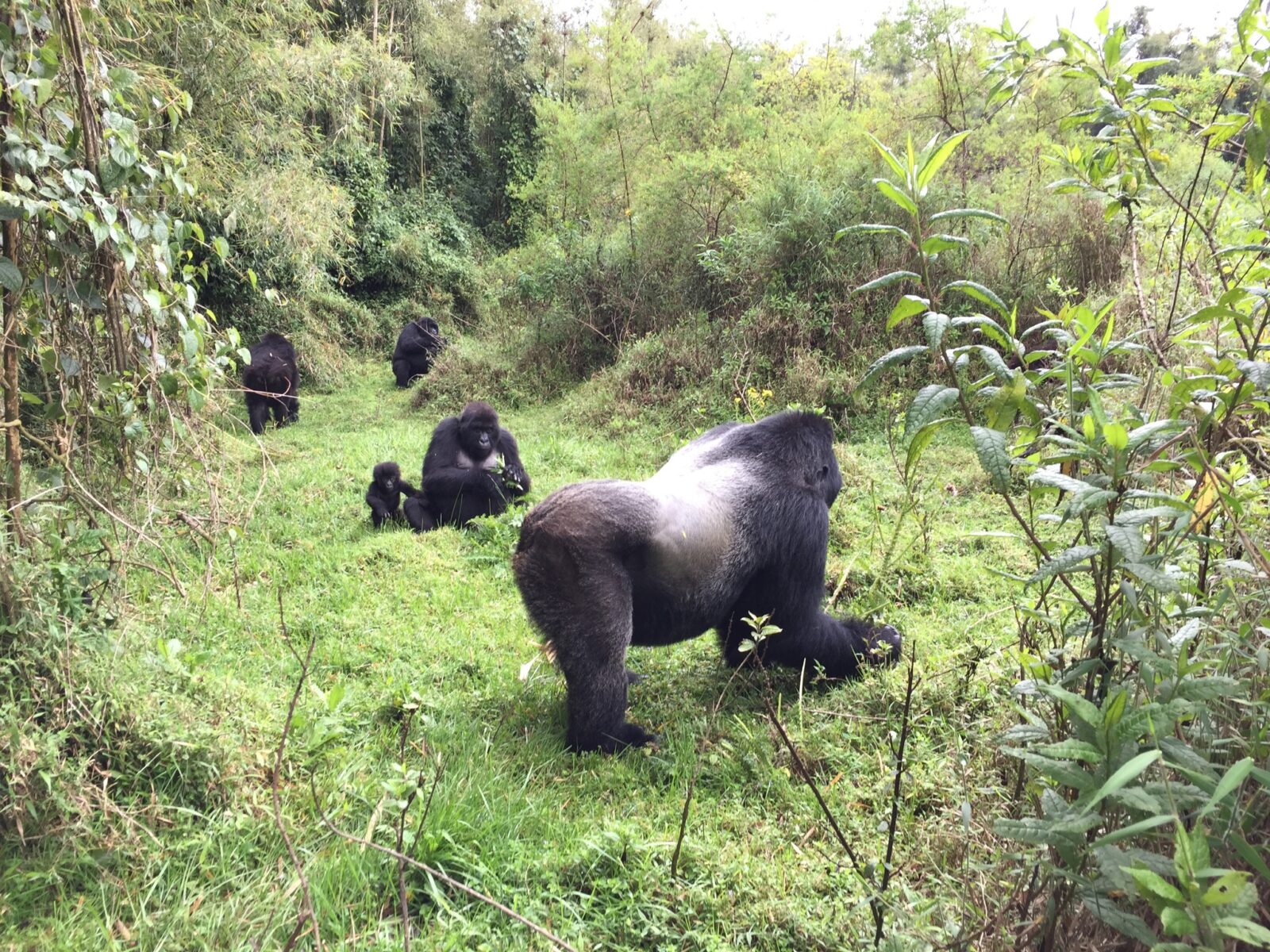 What a Gorilla Ranger Earns Per Month and Why It Matters for Conservation