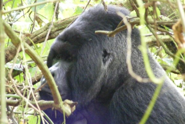 The Village That Changed When Gorilla Tourism Arrived: Before and After