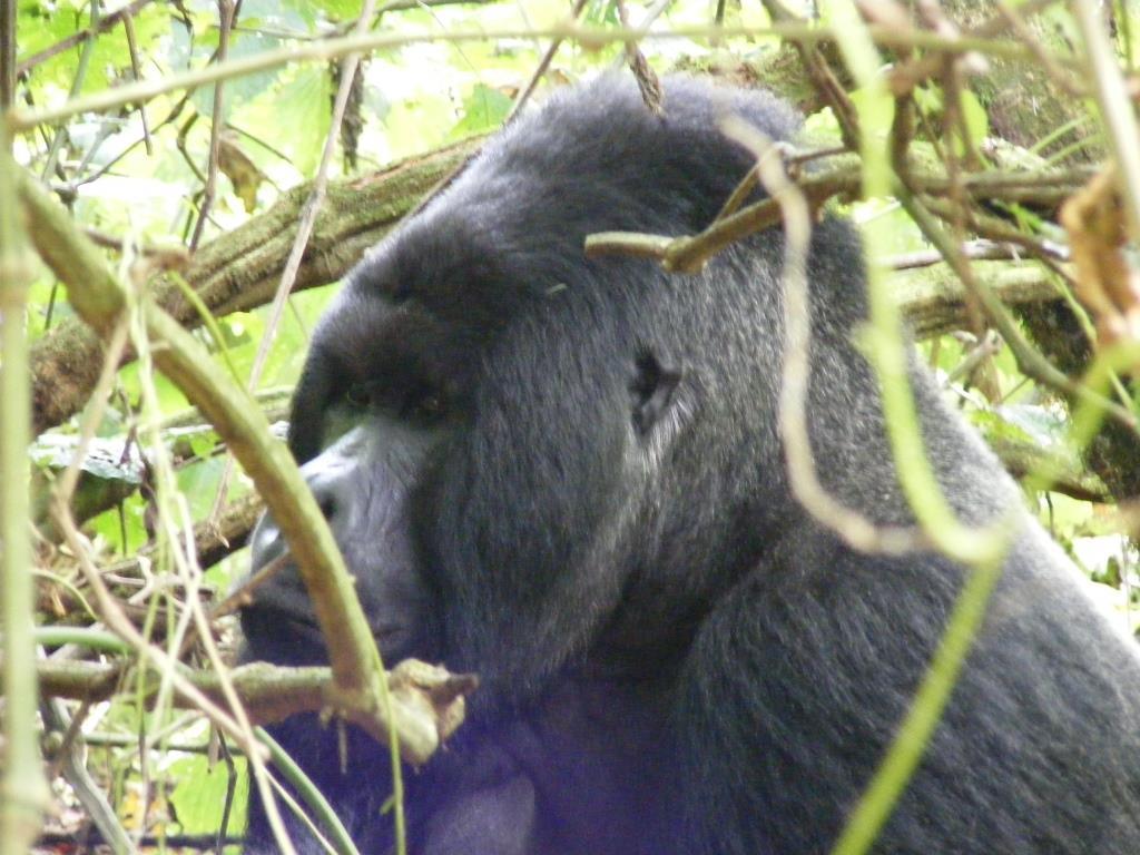 The Village That Changed When Gorilla Tourism Arrived: Before and After