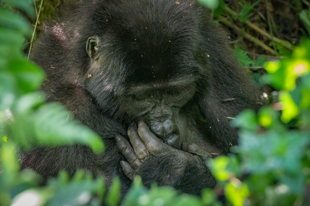 How Gorilla Tourism Funds Malaria Treatment for 15,000 People Per Year